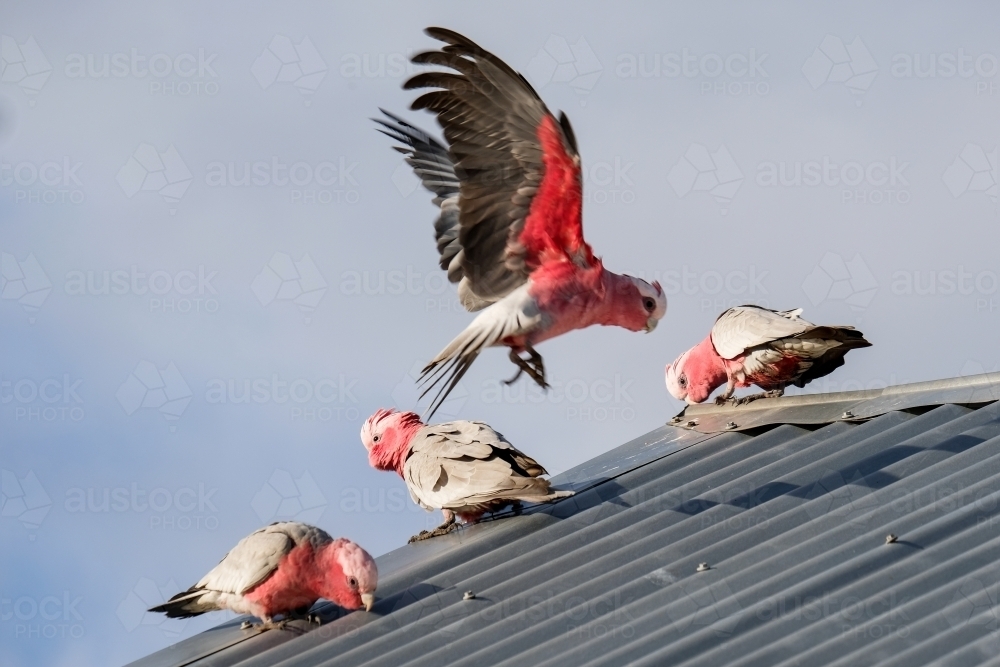 Three Pink and Grey Galahs sitting on a tin roof with one mid flight just about to land - Australian Stock Image