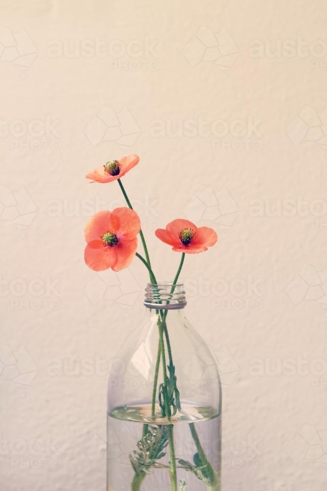Three poppies in a glass bottle vase with clear space for text - Australian Stock Image