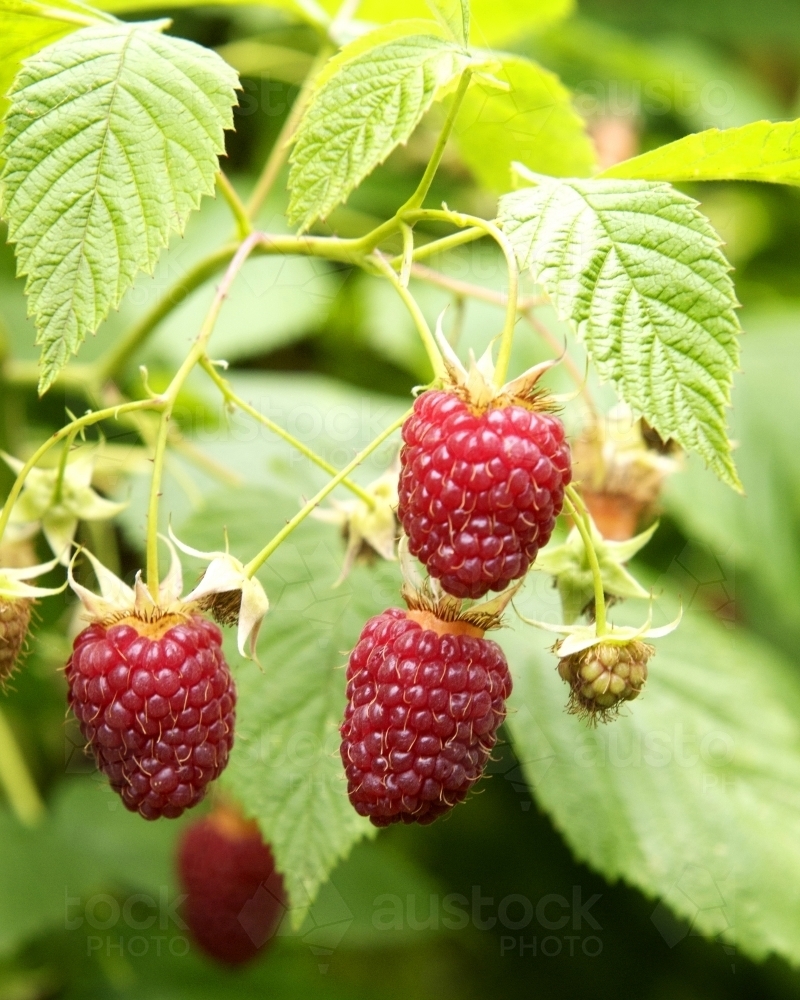 Three ripe raspberries on a twig - Australian Stock Image