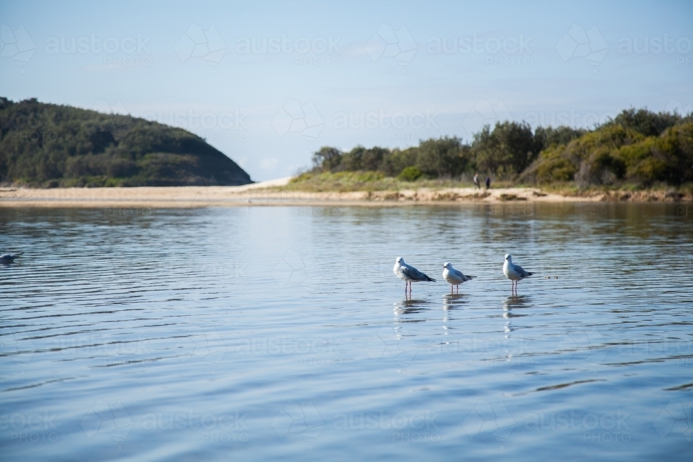 Three seagulls standing in shallow water where the river meets the sea - Australian Stock Image