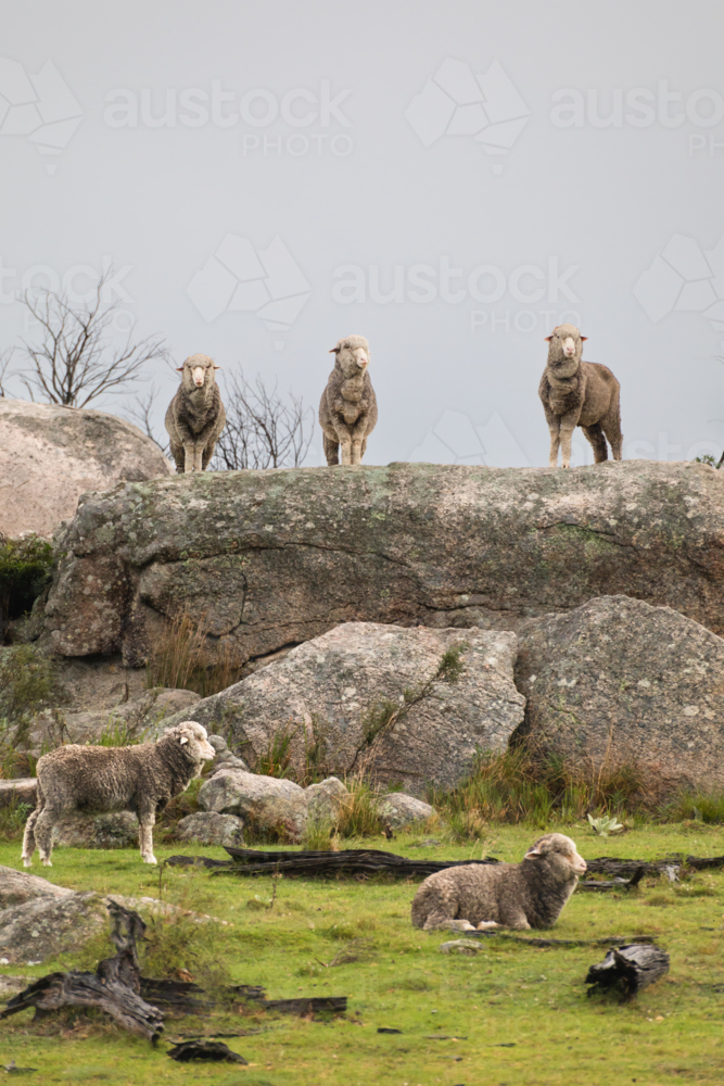 Three sheep on a granite rock underneath grey skies - Australian Stock Image