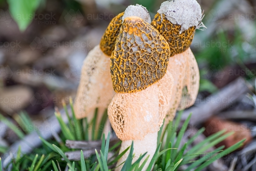 Image of Three stinkhorn fungi in the garden Austockphoto
