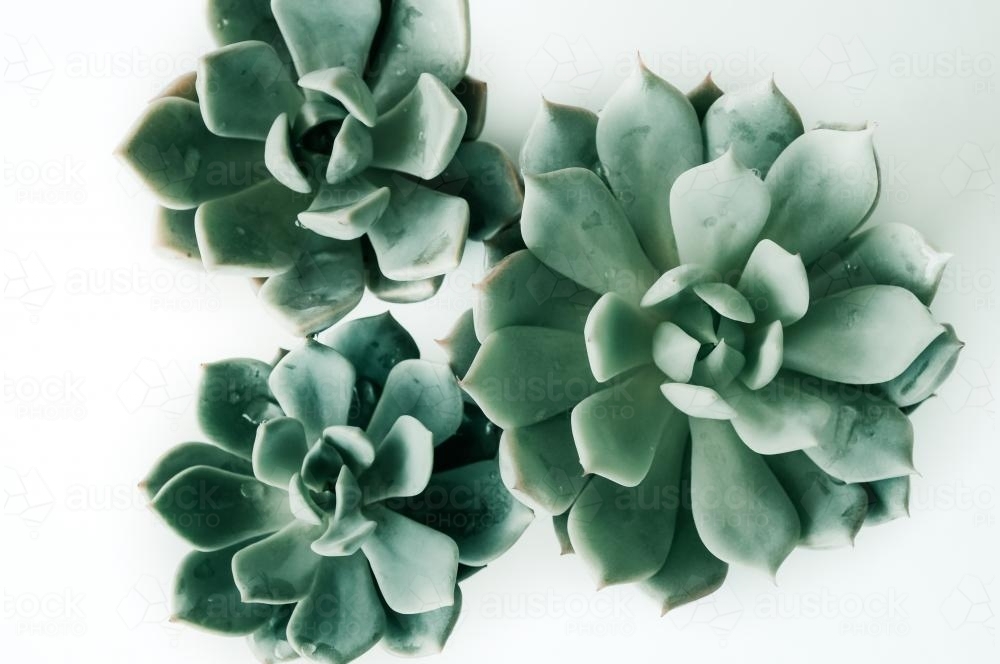 Three succulents isolated on a white background - Australian Stock Image