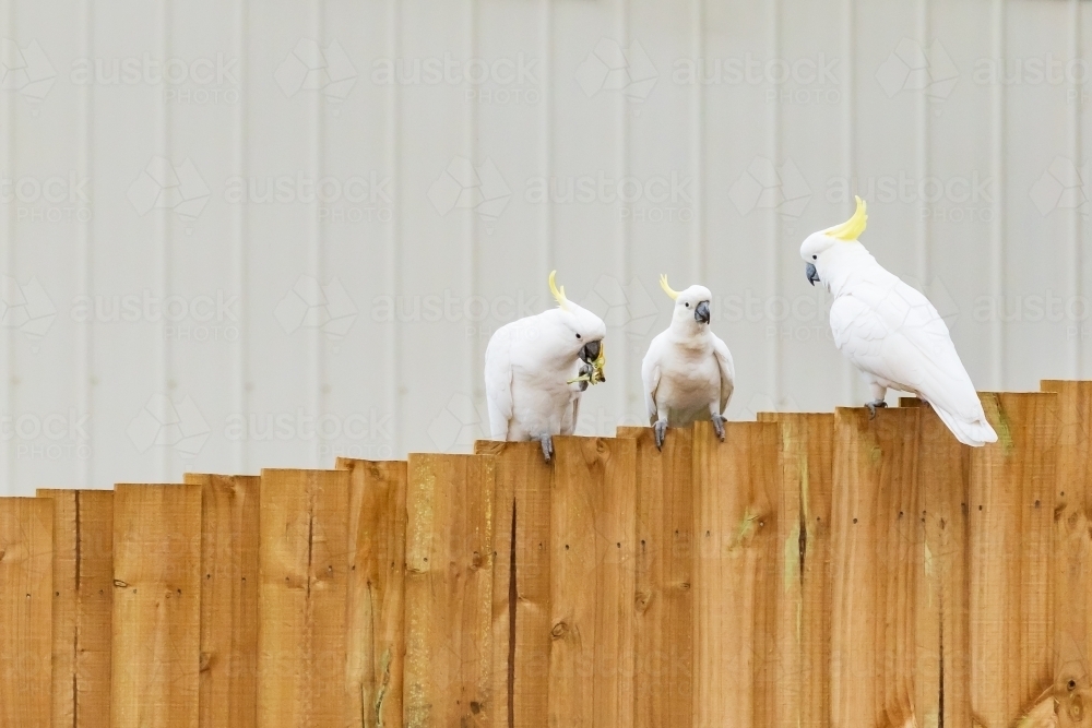 Three Sulphur Crested Cockatoos sitting in a close group on a wooden paling fence - Australian Stock Image
