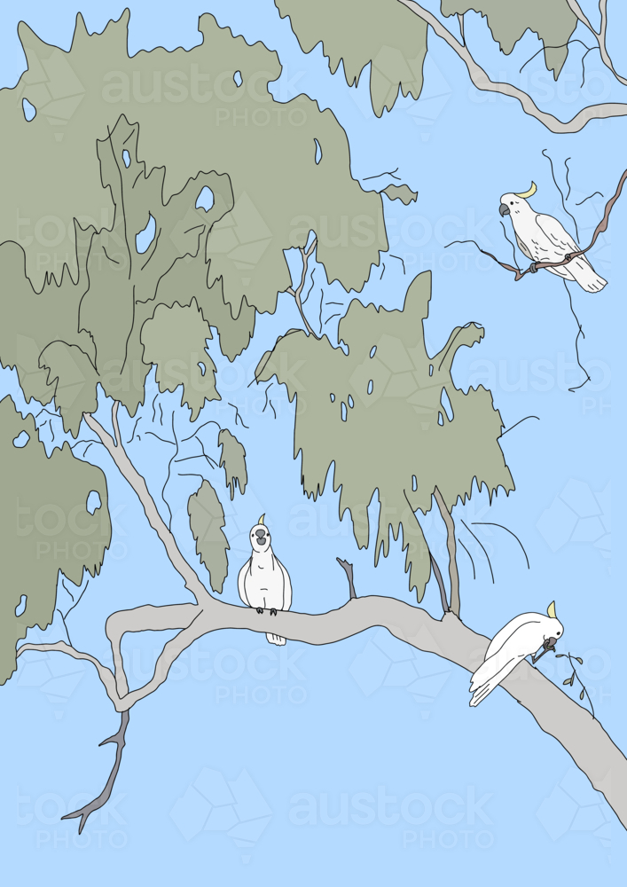 Three sulphur crested white cockatoos perched in tall gum tree with blue sky background - Australian Stock Image