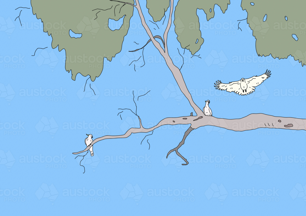Three sulphur crested white cockatoos playing on high branch with green foliage and blue sky : Austockphoto Three sulphur crested white cockatoos playing on high branch with green foliage and blue sky - Australian Stock Image