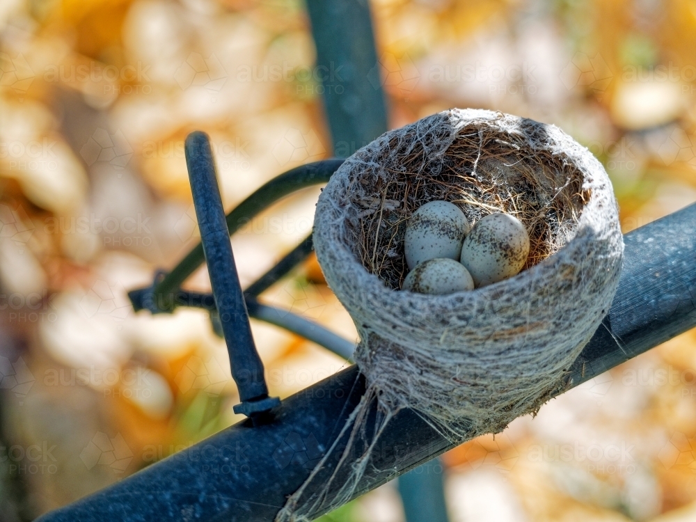 Three tiny willie wagtail eggs in a woven nest secured on poly pipe - Australian Stock Image