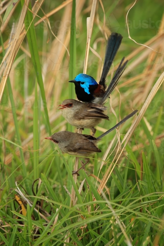 Three Variegated Fairy-wrens (Malurus lamberti) perched on single grass stalk - Australian Stock Image