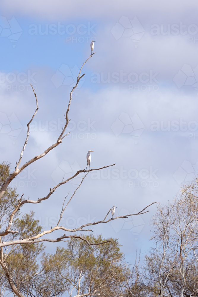 Three white Great Egret birds perched on tall leafless tree branches - Australian Stock Image