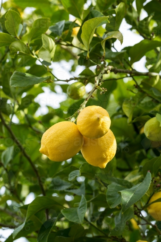 Three yellow lemons hanging on a tree - Australian Stock Image