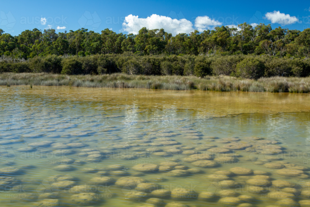 Thrombolites at Lake Clifton - Australian Stock Image
