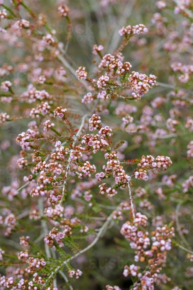 Thryptomene shrub in flower - Australian Stock Image