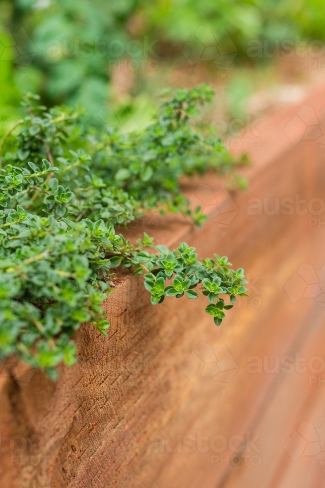 Image of thyme growing in a garden - Austockphoto