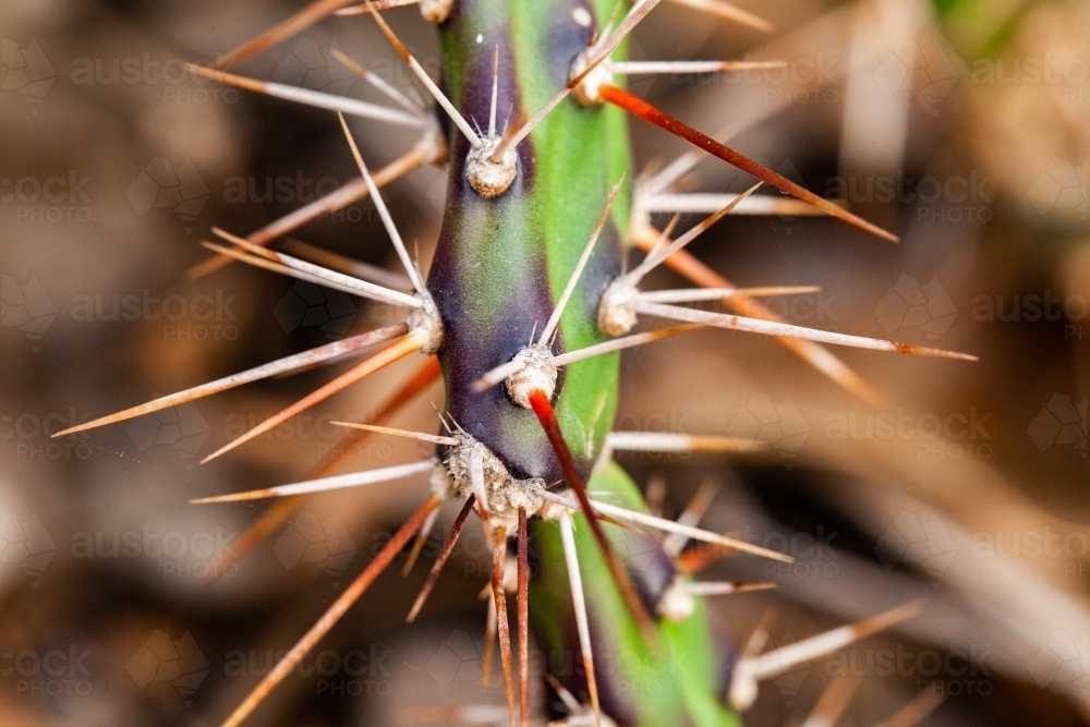 Tiger-pear, jointed cactus - Australian Stock Image