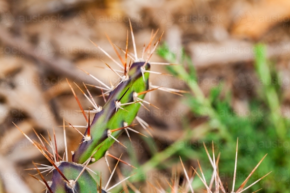 Tiger-pear, jointed cactus - Australian Stock Image