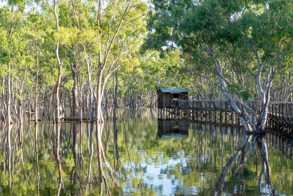 Timber boardwalk and hut surrounded by flooded river red gums in a peaceful wetland forest - Australian Stock Image