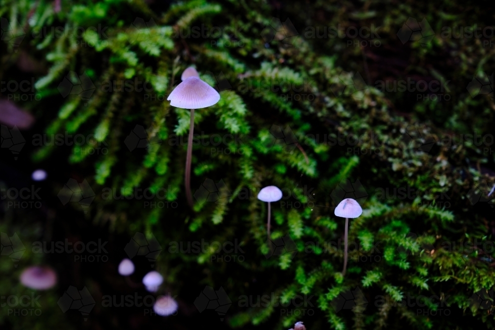 Tiny Blue Purple Mushrooms in a Wet Forest on moss covered log - Australian Stock Image