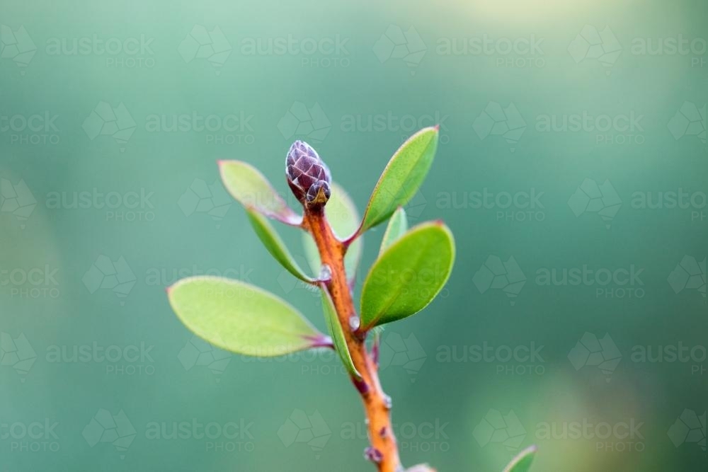 Tiny green bud on garden shrub with out of focus background - Australian Stock Image
