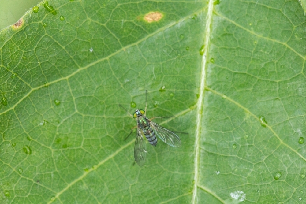 tiny green fly on leaf - Australian Stock Image