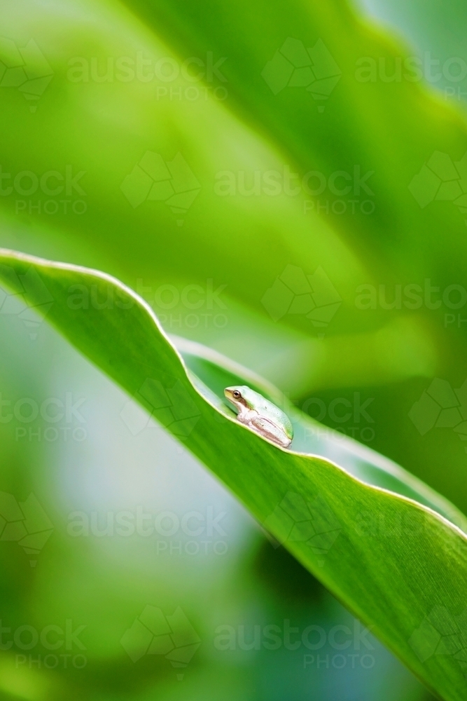 Tiny green frog in a plant - Australian Stock Image