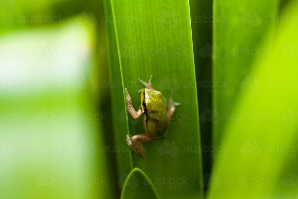 Tiny green frog on plant leaf in garden close up - Australian Stock Image