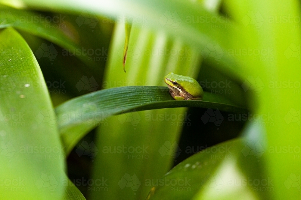 Tiny green frog on plant leaf in garden close up - Australian Stock Image