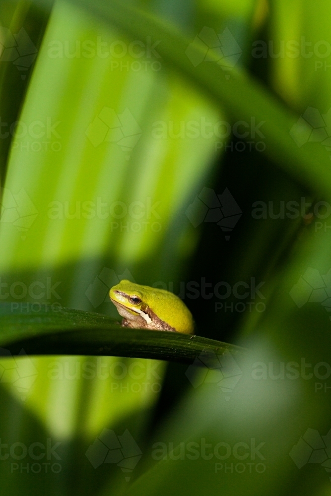 Tiny green frog on plant leaf in garden close up - Australian Stock Image