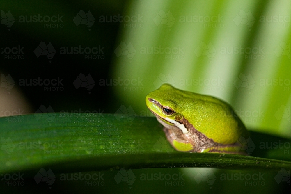 Tiny green frog on plant leaf in garden close up - Australian Stock Image