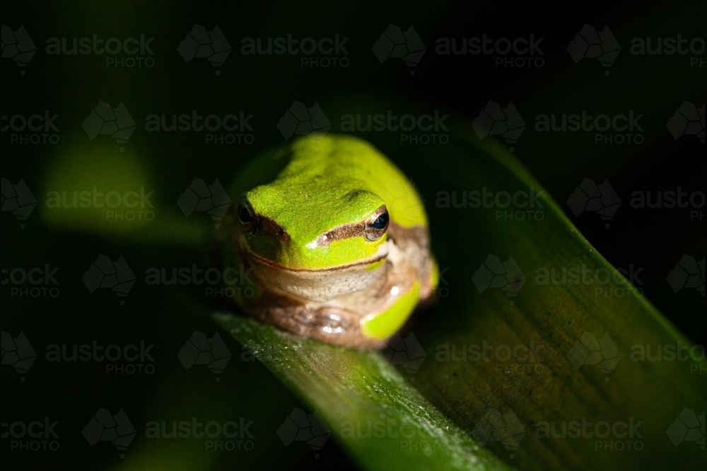 Tiny green frog on plant leaf in garden close up - Australian Stock Image