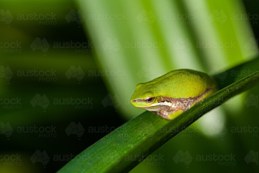 Tiny green frog on plant leaf in garden close up - Australian Stock Image