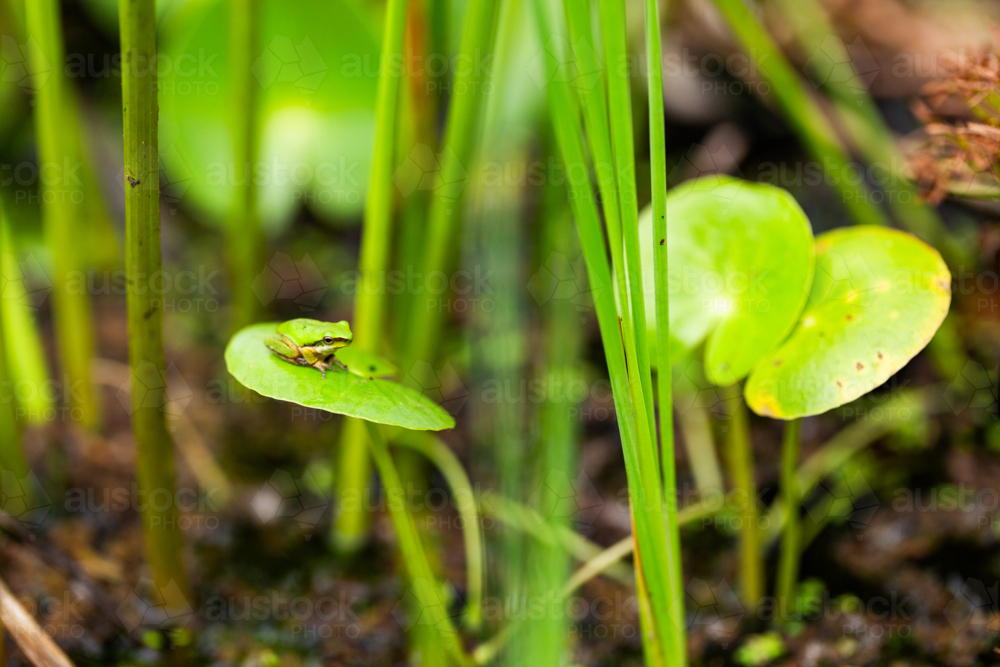 Tiny green native frog sitting on Water Fringe Lily pad leaf in pond - Australian Stock Image