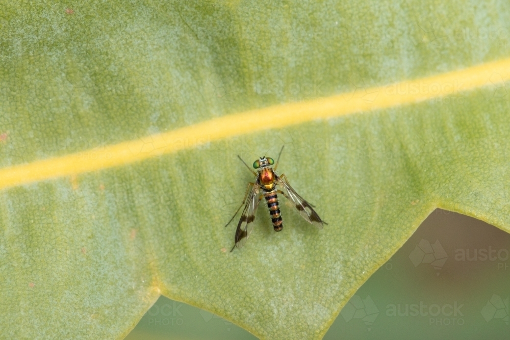tiny metallic fly on leaf - Australian Stock Image