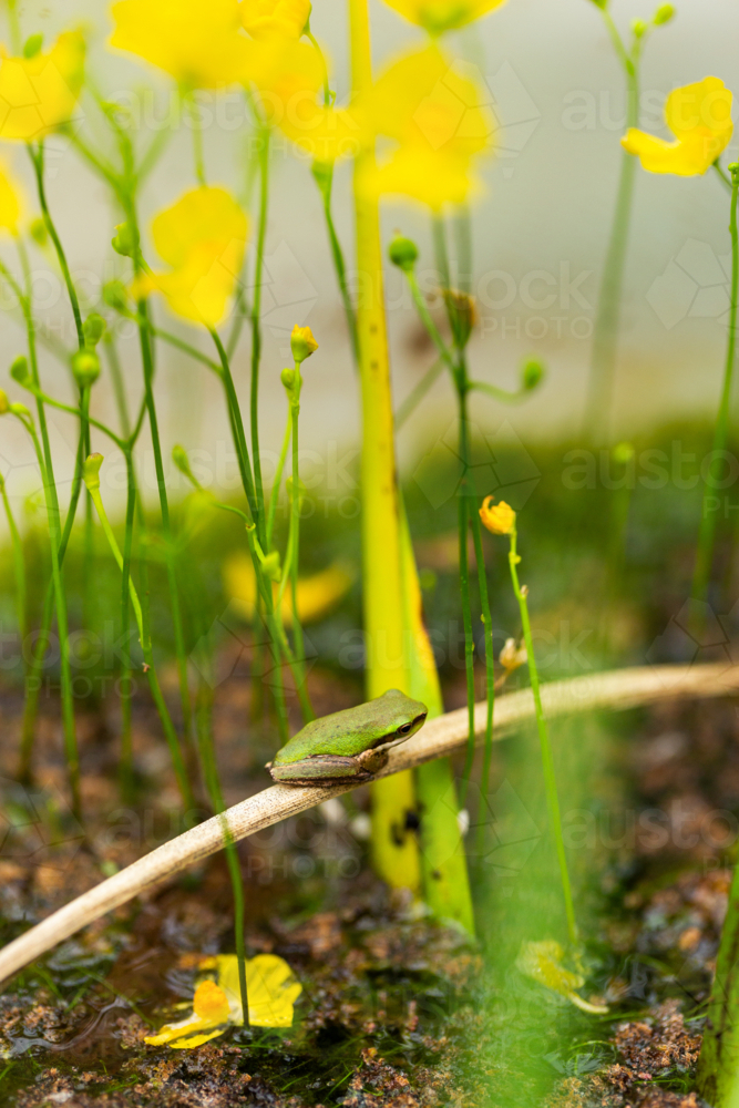 Image of Tiny native Australian frog sitting near yellow bladderwort ...