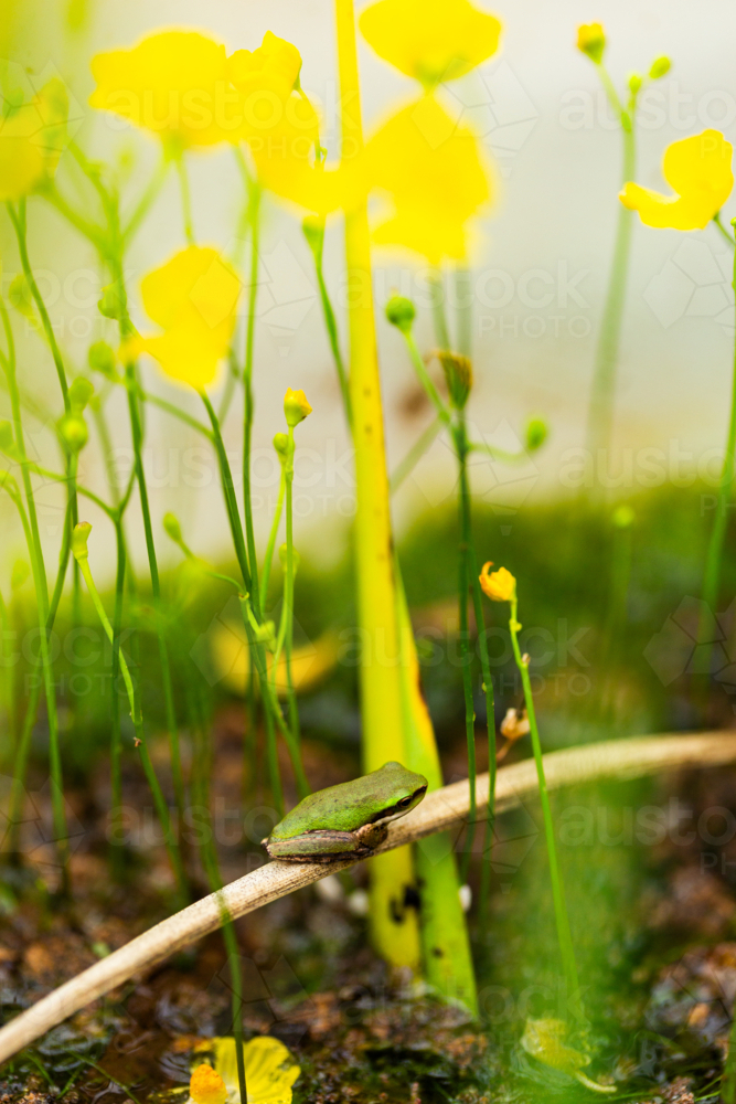 Tiny native Australian frog sitting  near yellow bladderwort flowers in pond - Australian Stock Image