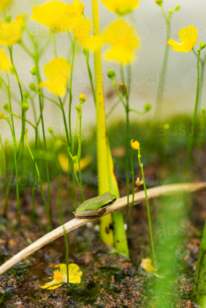 Tiny native Australian frog sitting on stalk near yellow bladderwort flowers in pond - Australian Stock Image