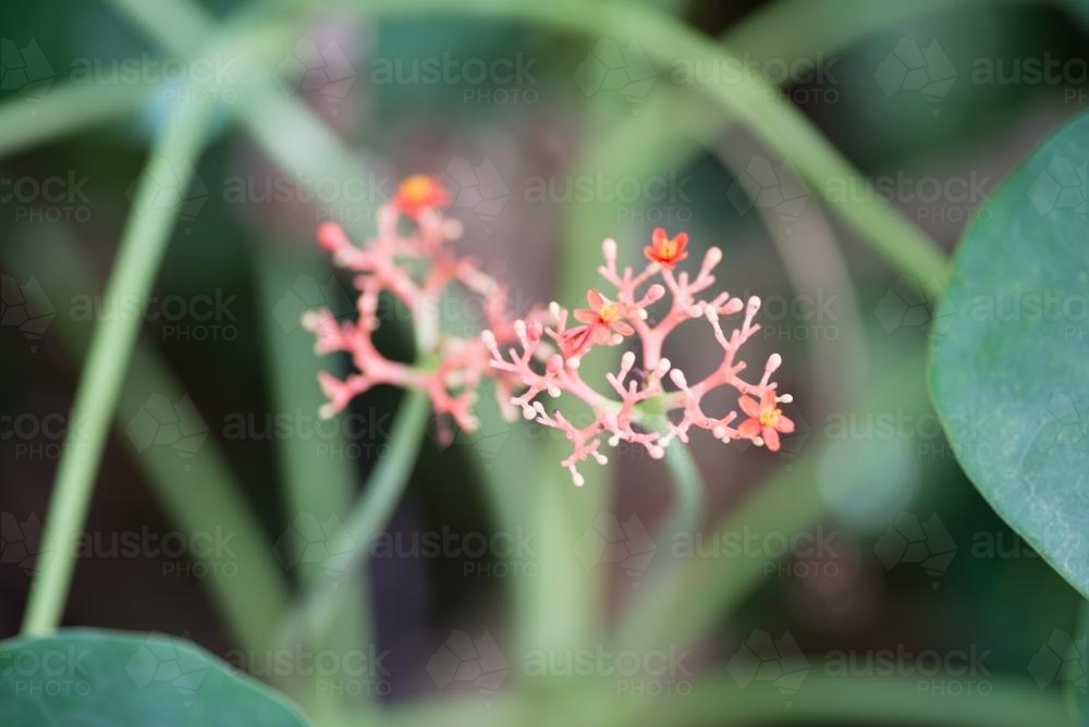 Tiny Orange flowers - Australian Stock Image