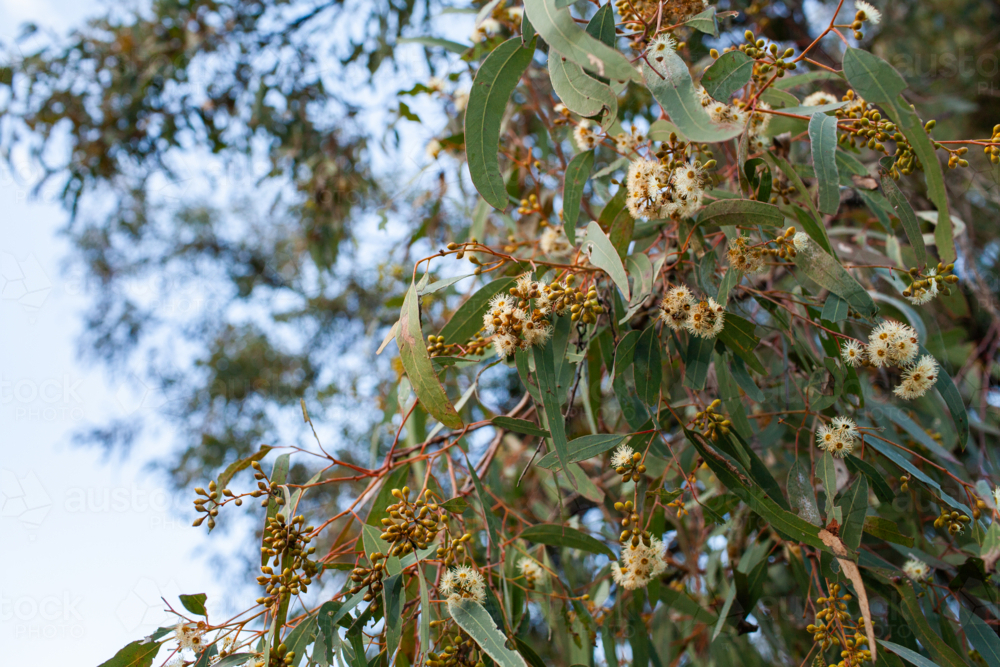 Tiny pale gum blossoms on flowering eucalyptus tree branches - Australian Stock Image