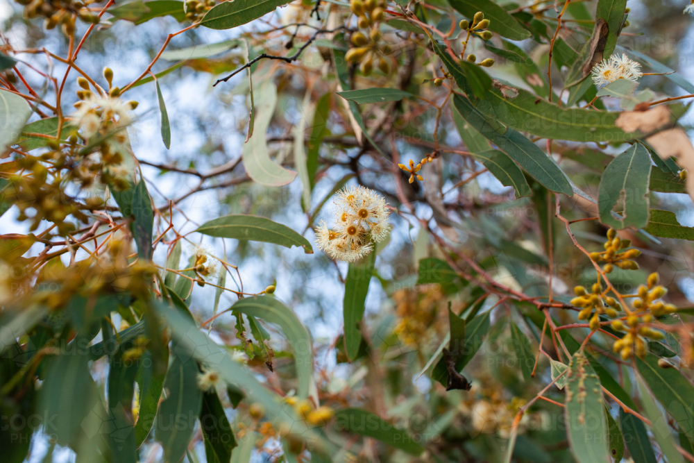 Tiny pale gum blossoms on flowering eucalyptus tree branches - Australian Stock Image