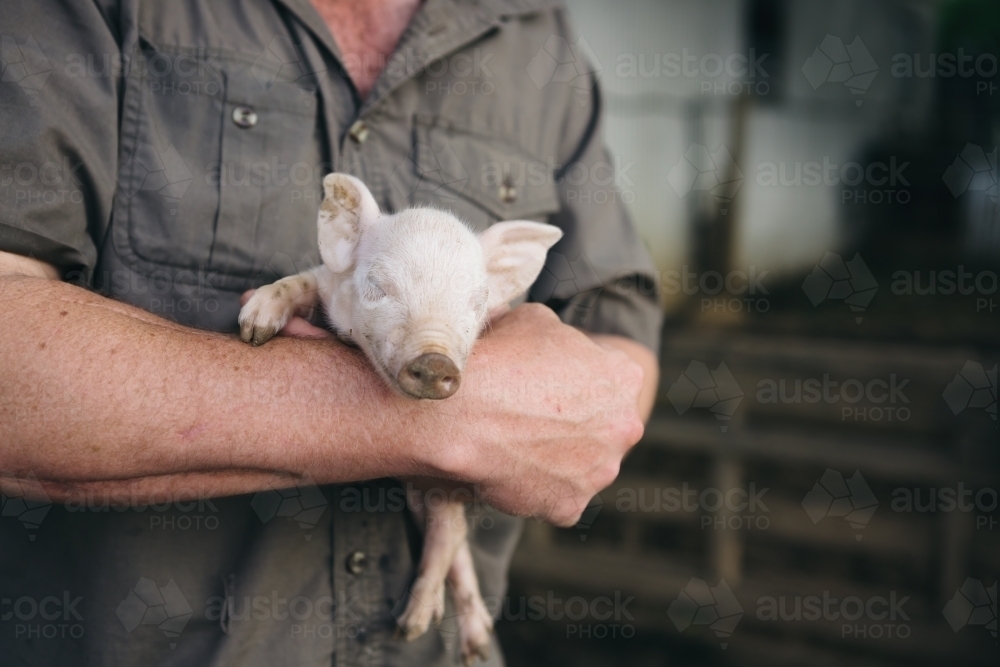 Tiny piglet sleeping in a farmers arms - Australian Stock Image