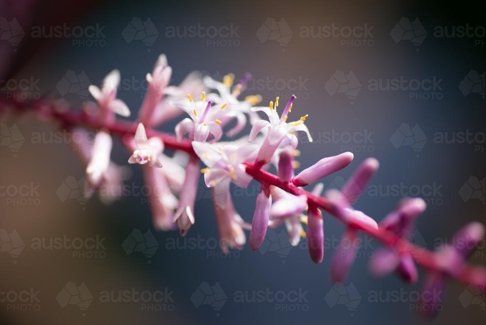 Tiny Pink flowers - Australian Stock Image