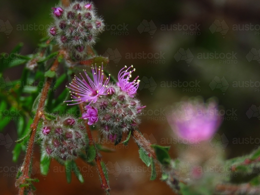 Tiny pink stamen bursting out of Kunzea flowers - Australian Stock Image