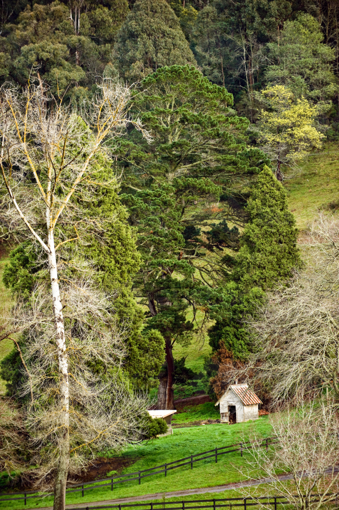 Tiny rustic hut nestled in lush valley among tall trees. - Australian Stock Image