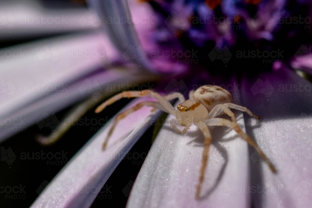 Tiny spider sitting on a purple flower - Australian Stock Image
