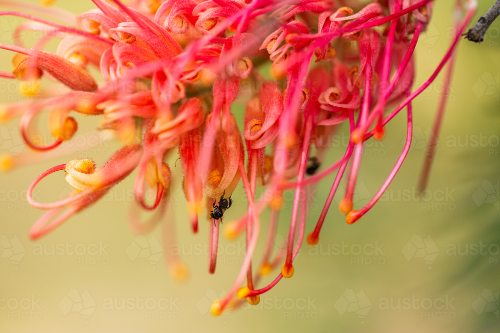 Tiny stingless native australian bee on grevillea flower - Australian Stock Image