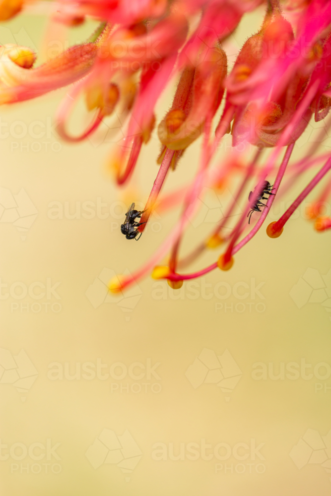 Tiny stingless native australian bee on grevillea flower - Australian Stock Image