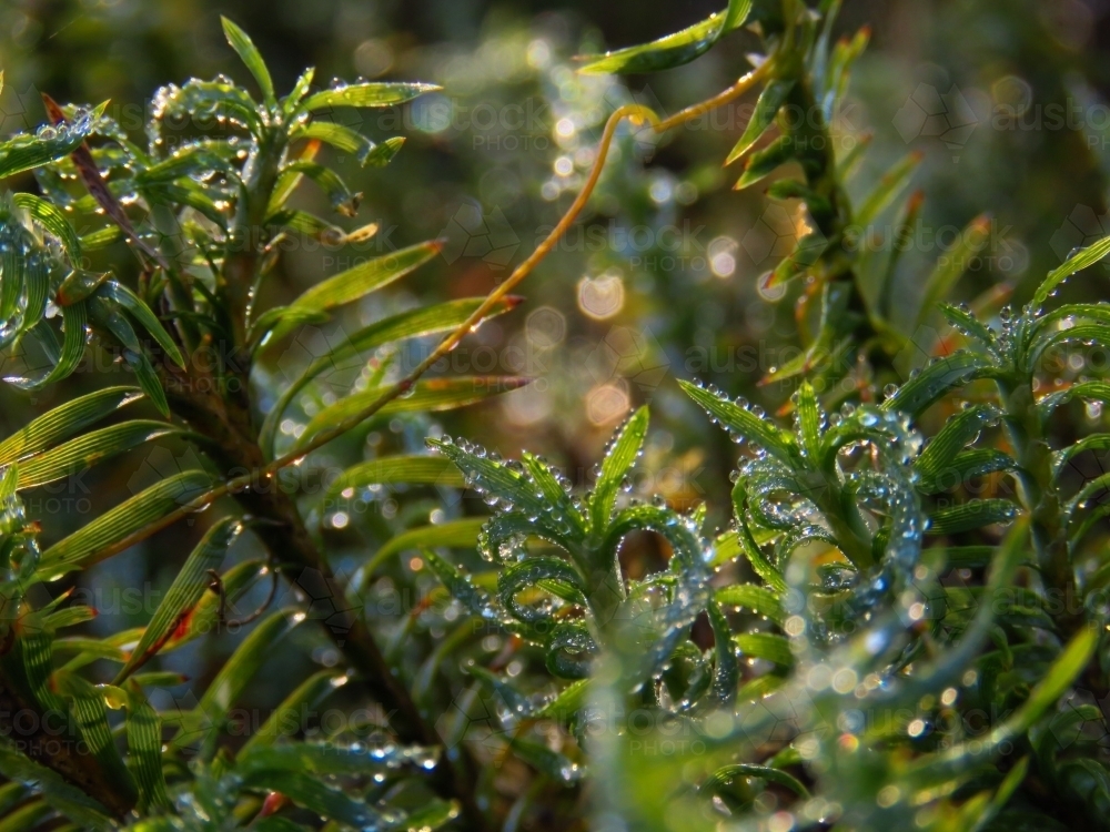 Tiny twisting leaves and sunlit beaded raindrops - Australian Stock Image