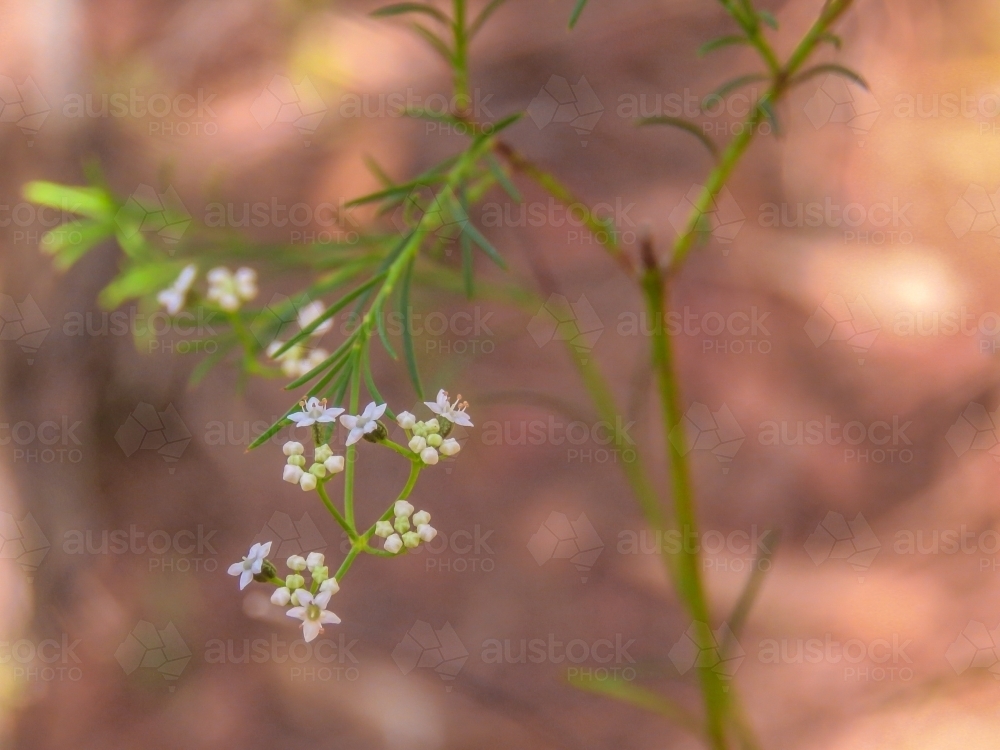 Tiny white flowers of Platysace against a giant Sydney red gum - Australian Stock Image