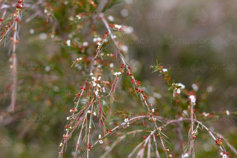 Tiny white flowers on delicate shrub - Australian Stock Image