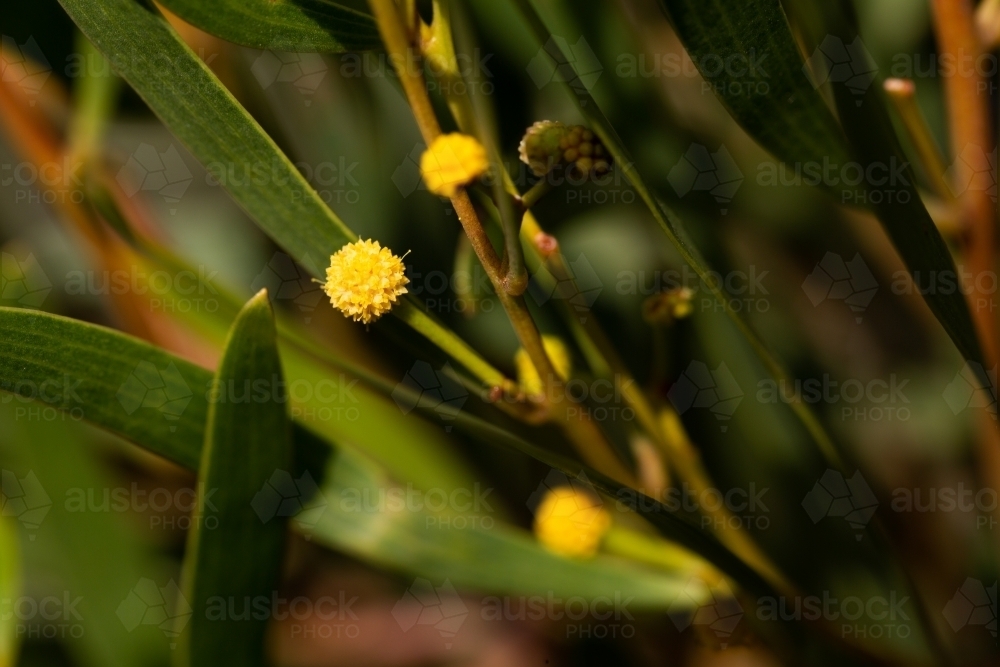 tiny yellow wattle flower on acacia saligna plant - Australian Stock Image