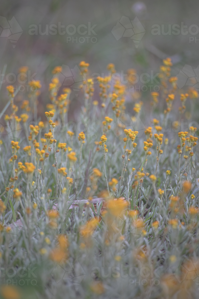 Tiny yellow wildflowers in a country field - Australian Stock Image